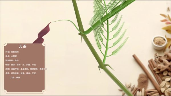 儿茶