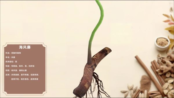海风藤